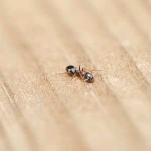 Monitoraggio degli infestanti